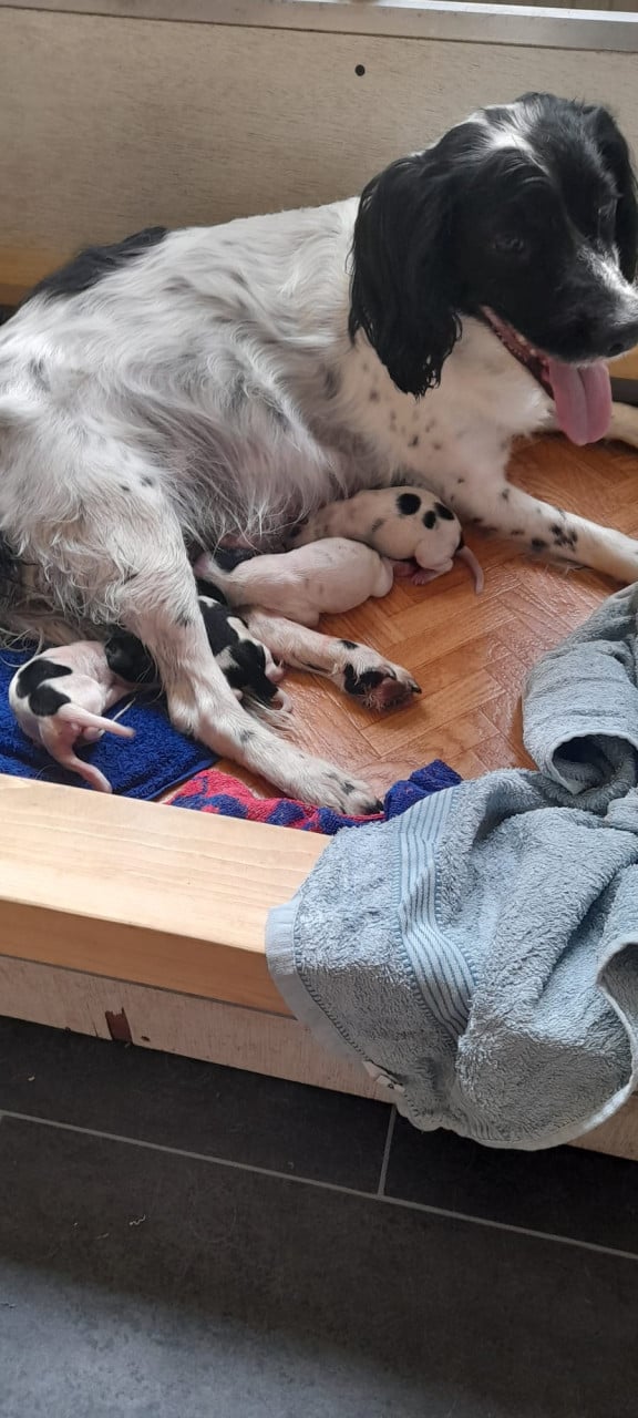 Nestje Engelse Springer Spaniëls