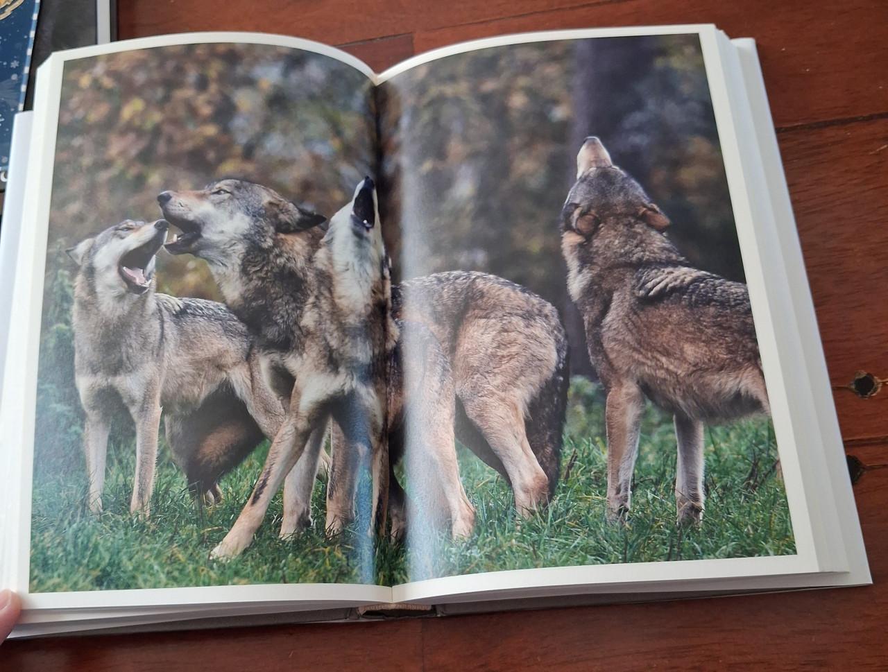 De wijsheid van wolven - Elli H. Radinger wolf boek