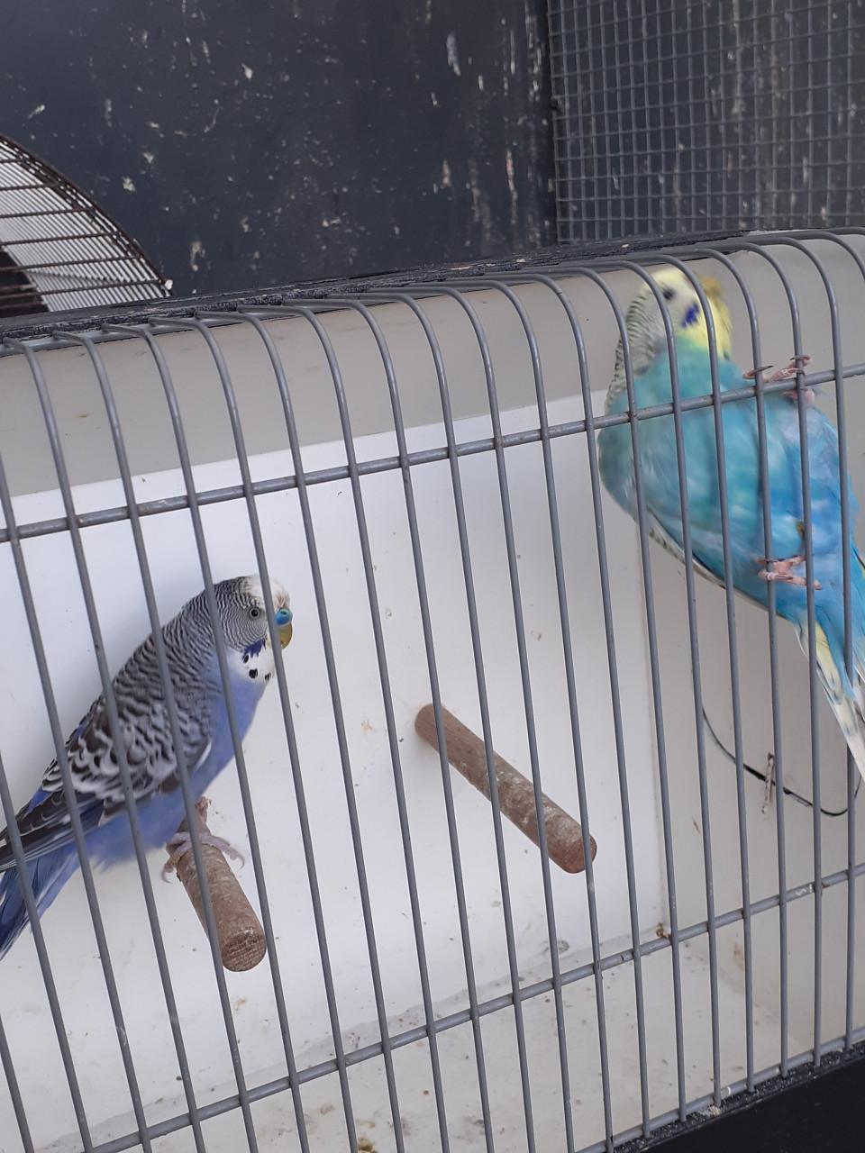 Koppels grasparkieten