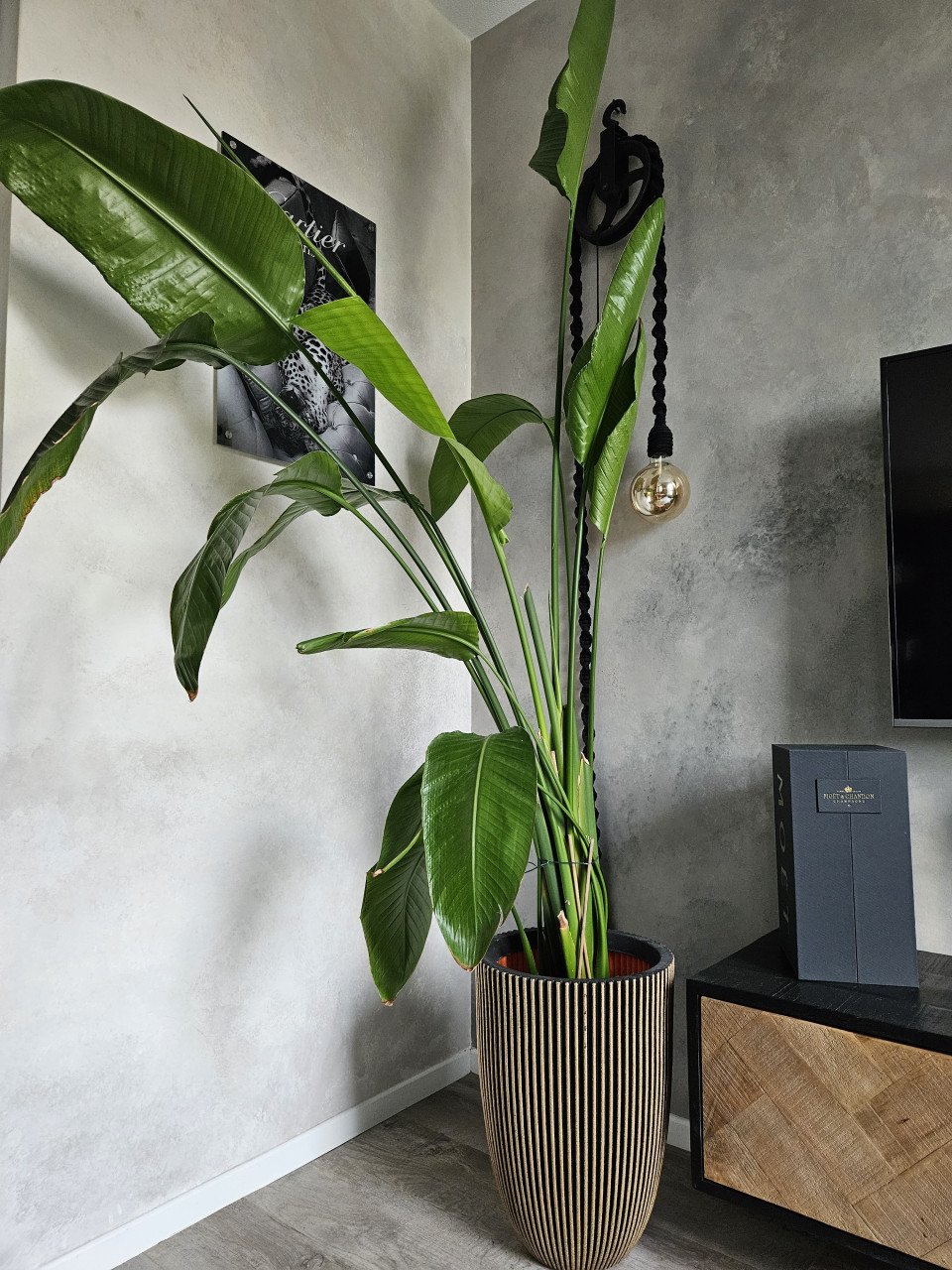 Groene binnenplant strelitzia nicolai 2 meter