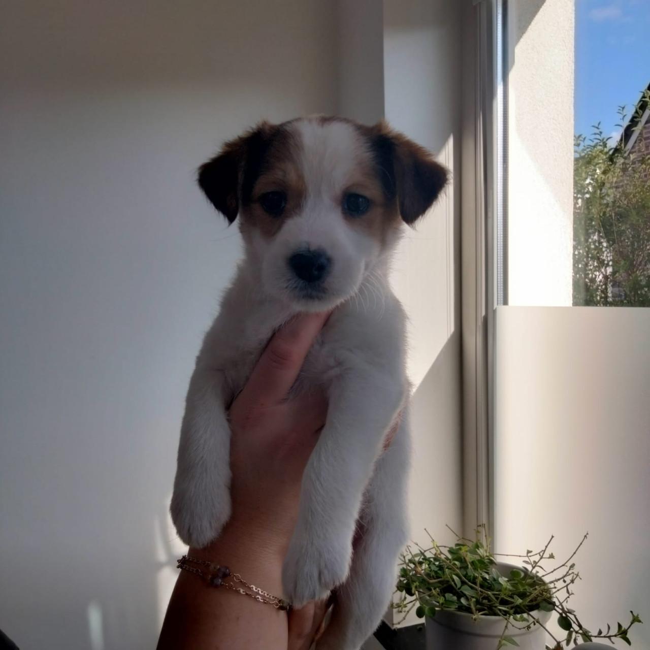 Jack Russel pups teefjes