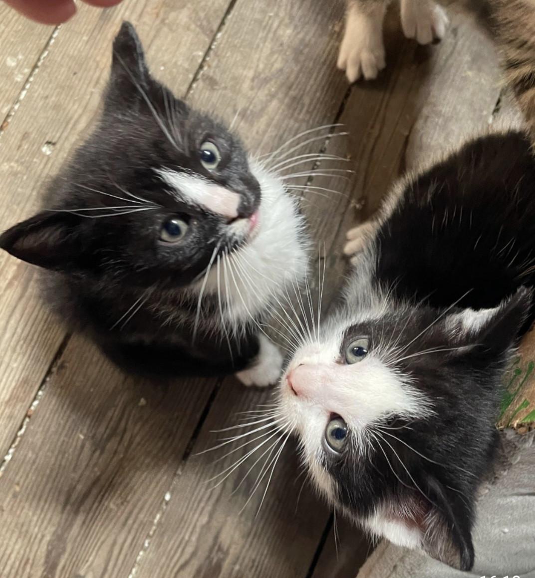 Gereserveerd. Kittens ( nog 1 zwart-witte beschikbaar)