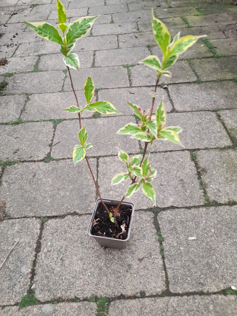 Vaste planten uit hobbykweek