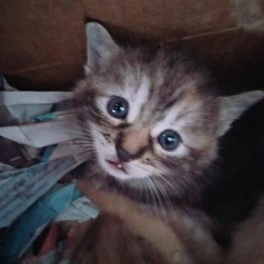 Kitten
