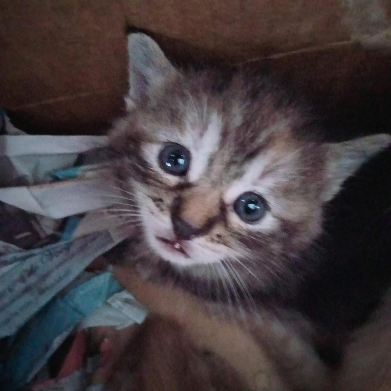 Kitten
