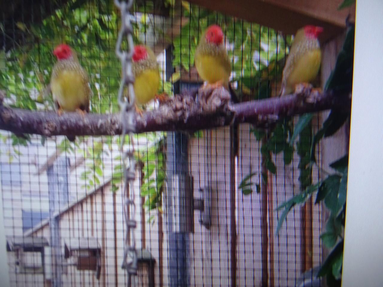 Te koop binsenastrilde  man  broedrijp mag ook  ruilen voor pop broedrijp