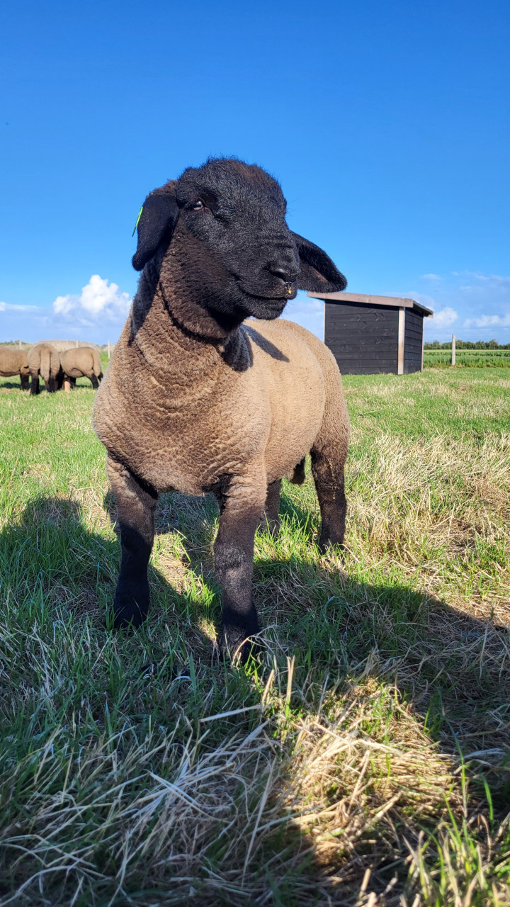 Suffolk ramlammeren