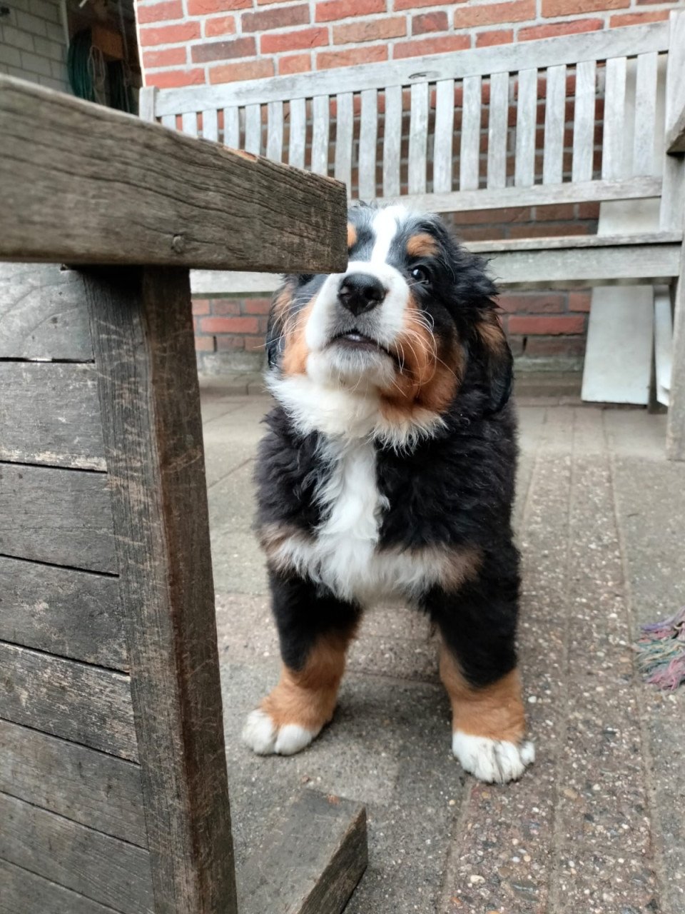 Te Koop  Bernersennenpup met stamboom