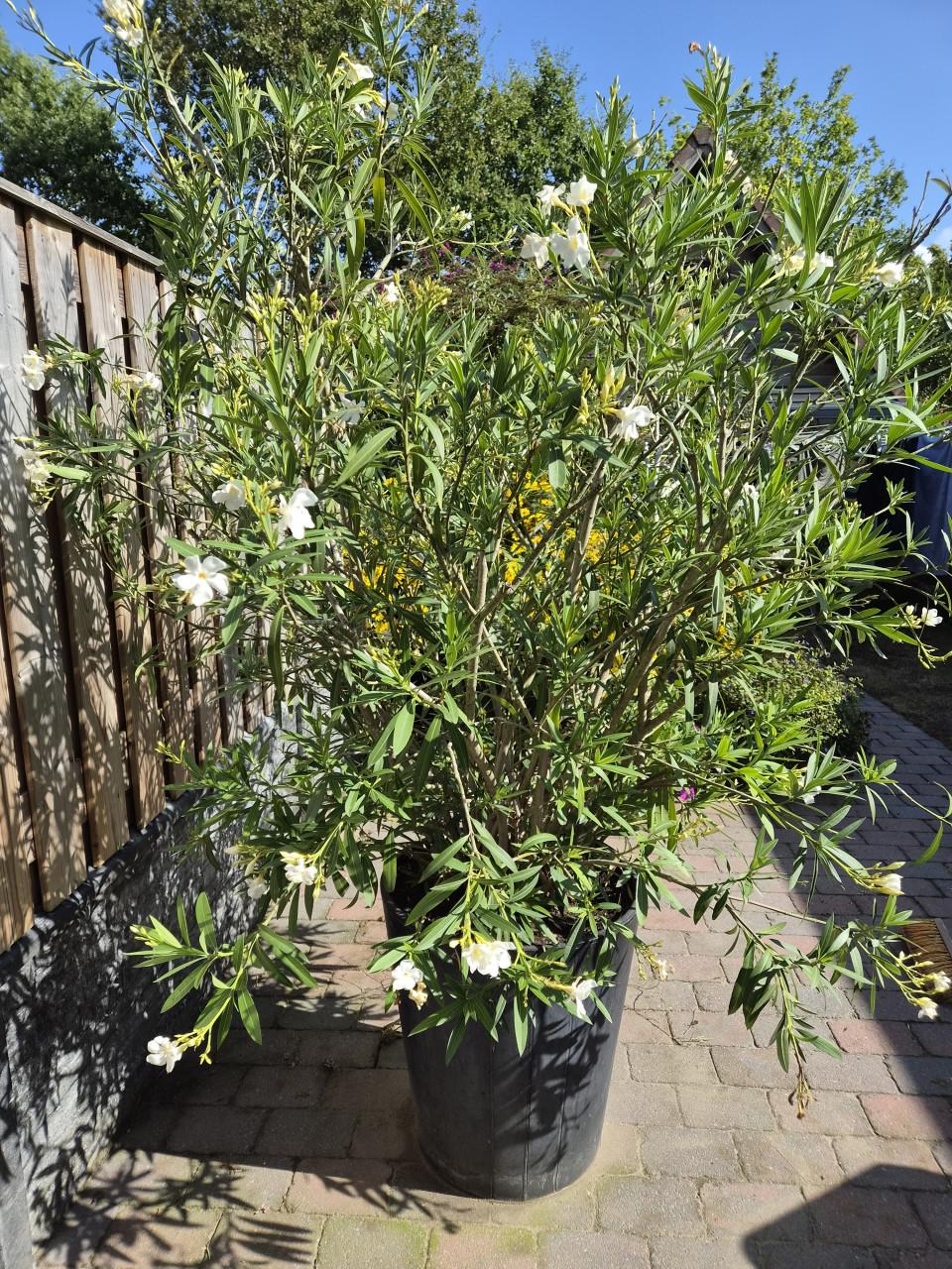 Witte Oleander in grote pot