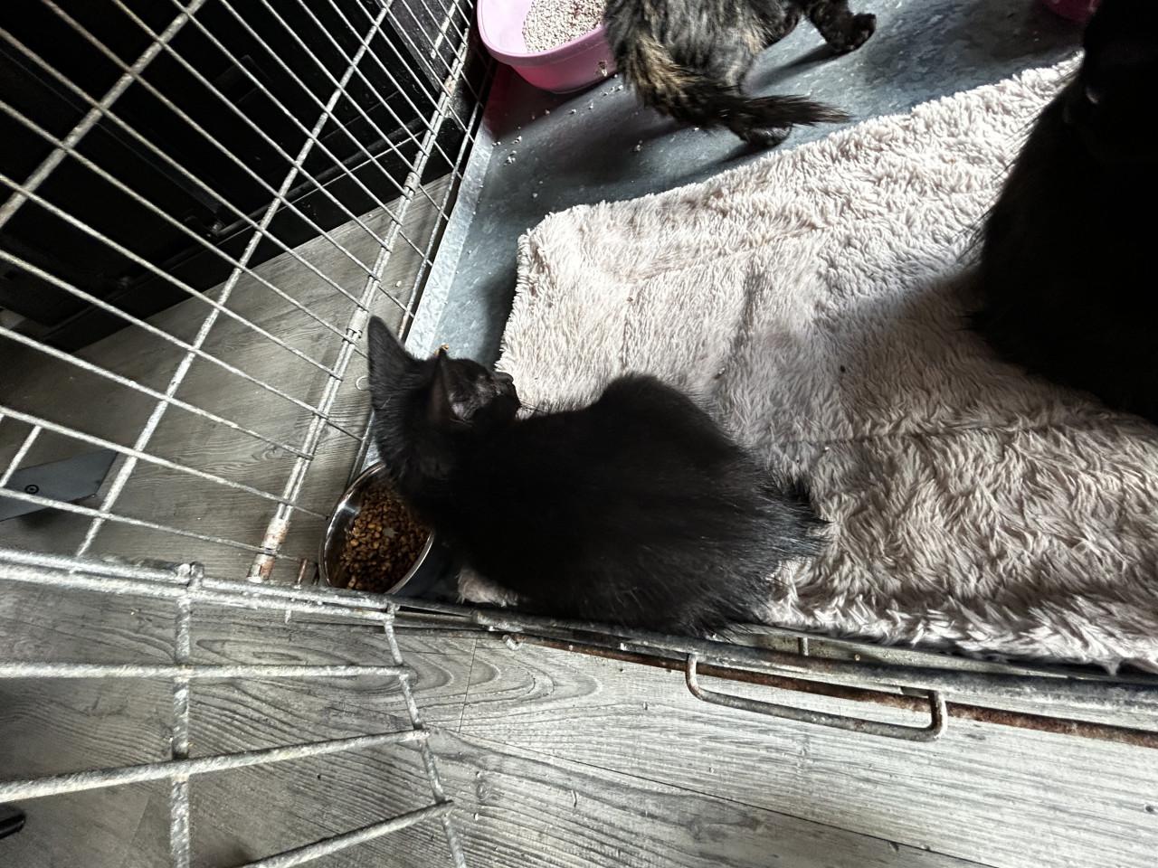 Kittens