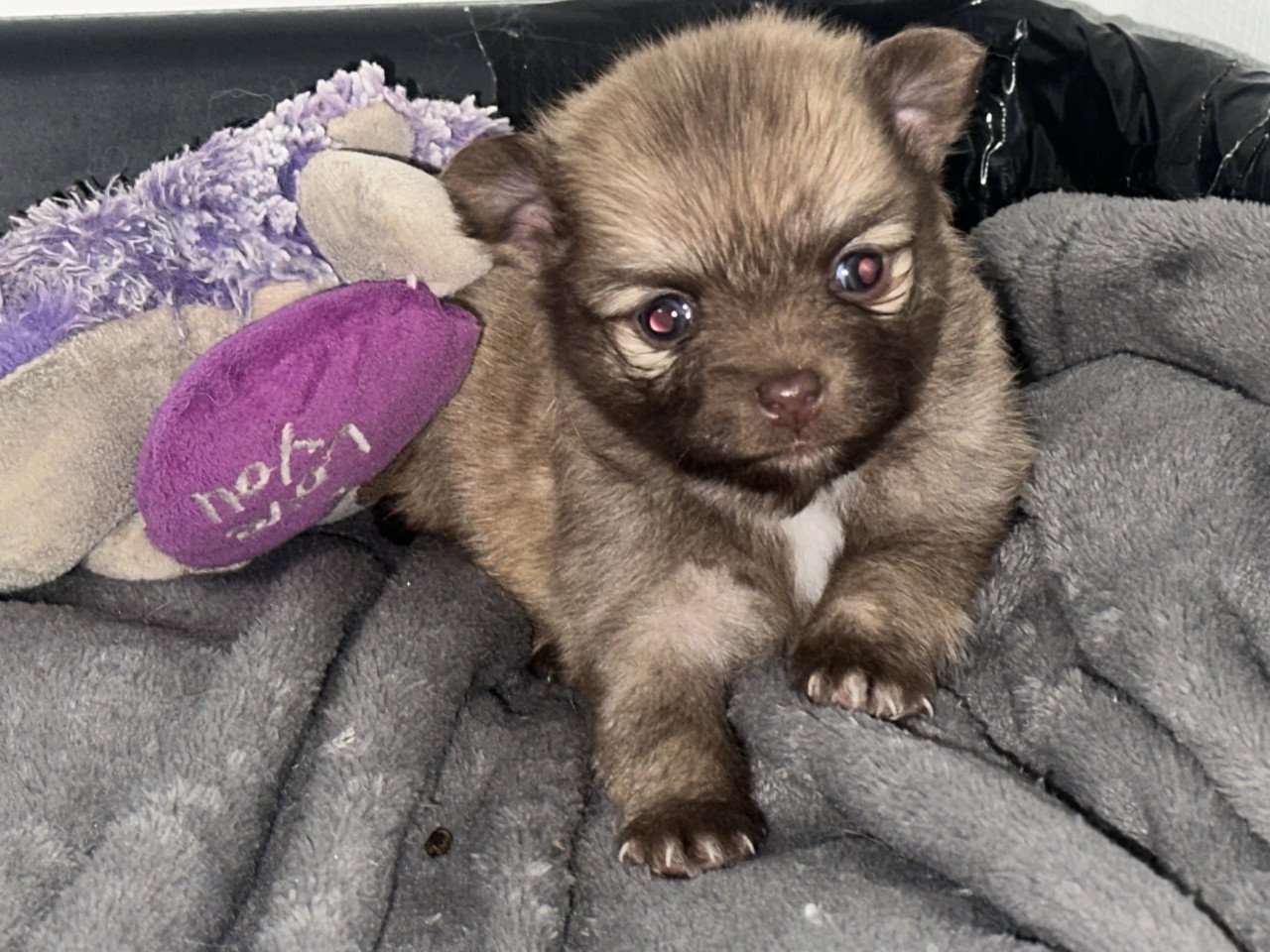 Pomeriaan pups