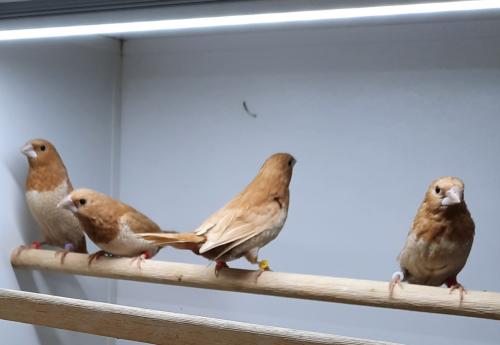 Japanse Meeuwtjes Roodbruin