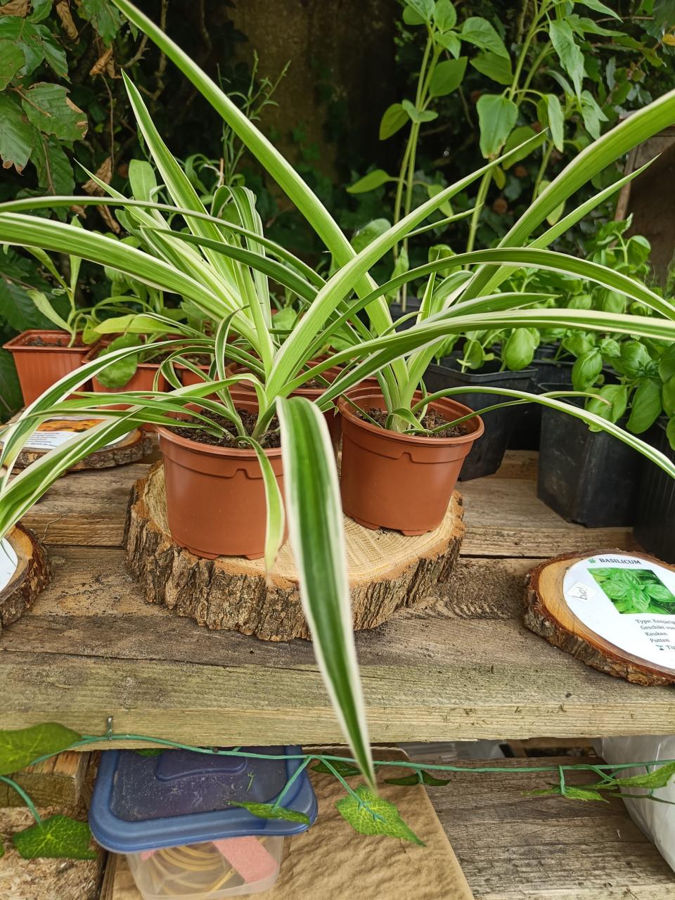 Kamerplantjes