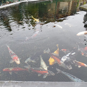 SuperFish Koi Toy Voetbal