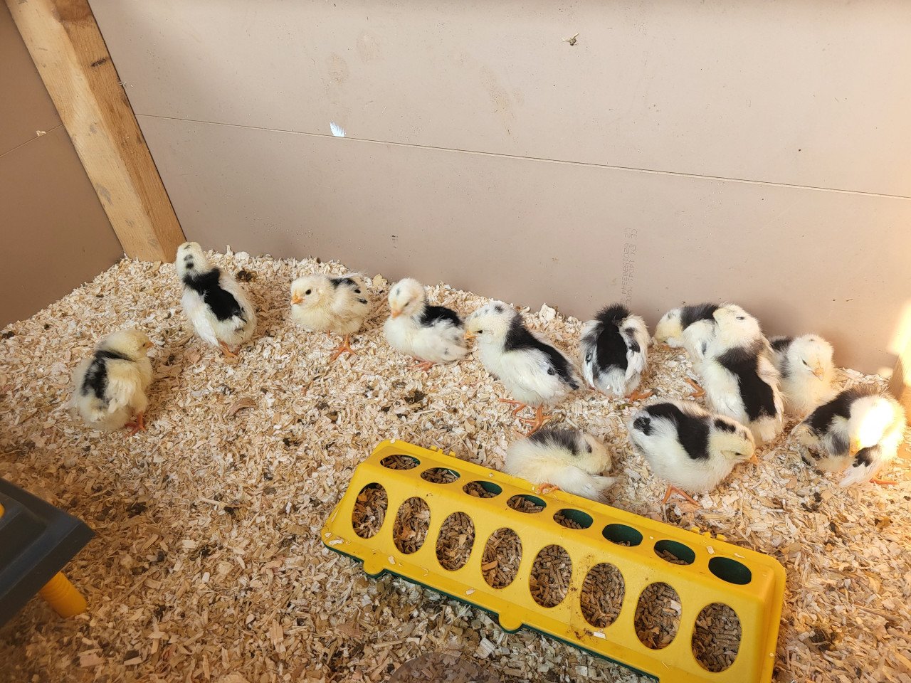 Kuikens bonte leghorn