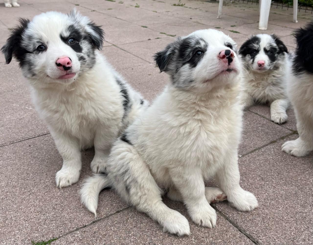 Border collie puppys