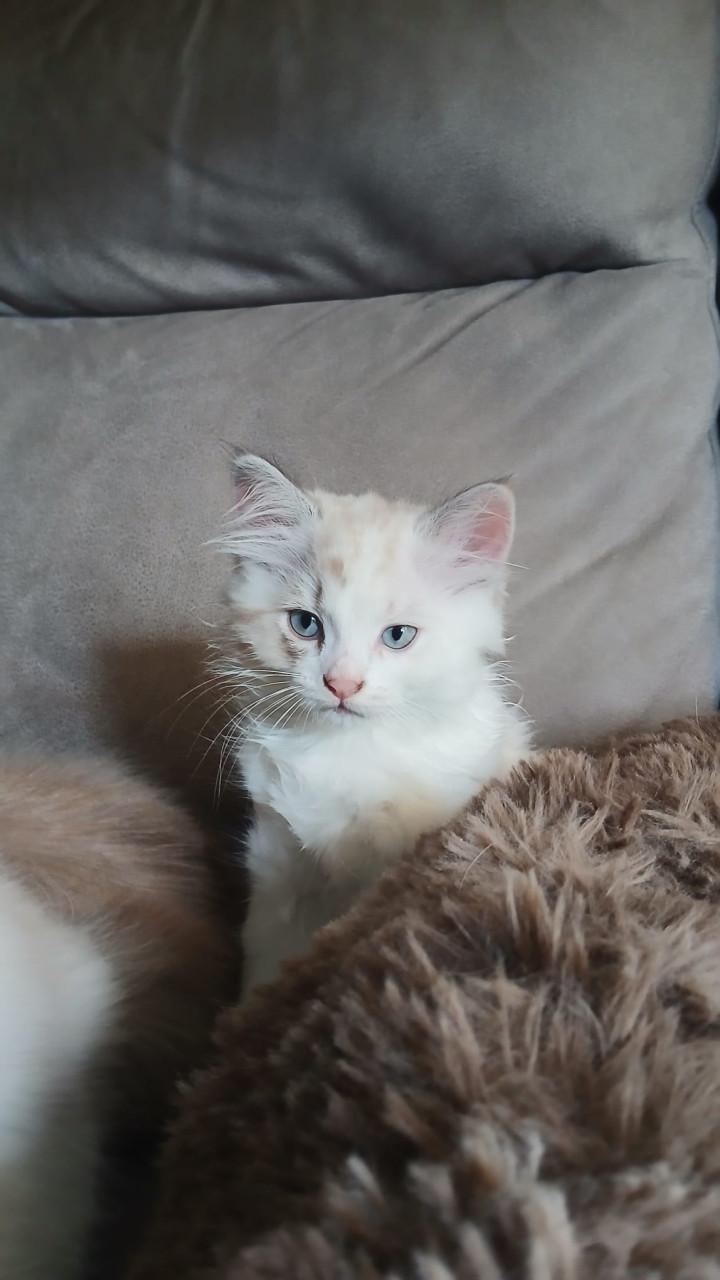 2 ragdoll kittens
