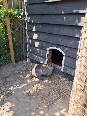 Vlaamse reus ram