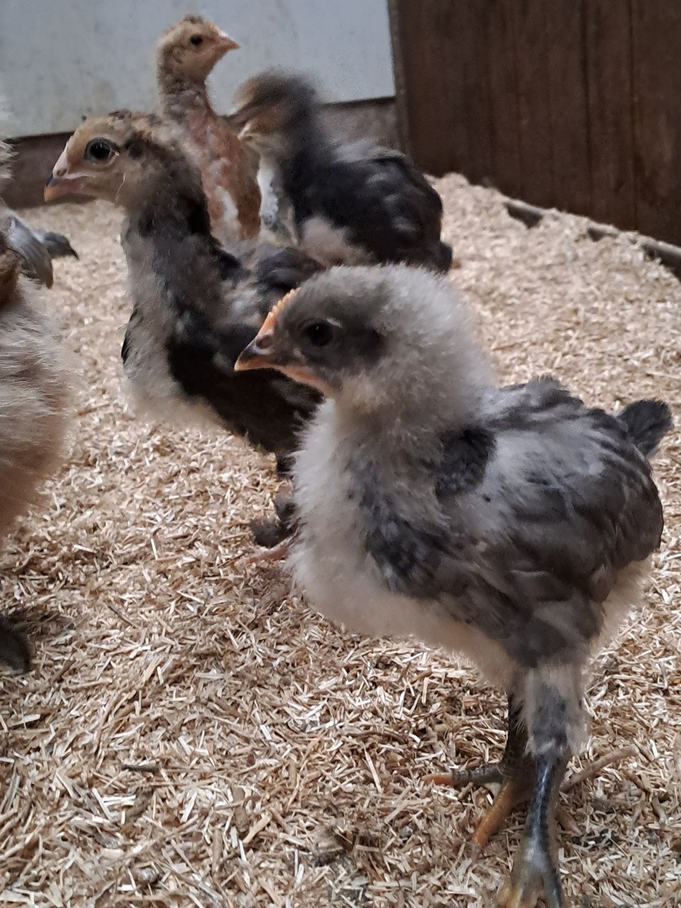 Kuikens te koop