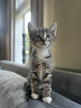 Kitten