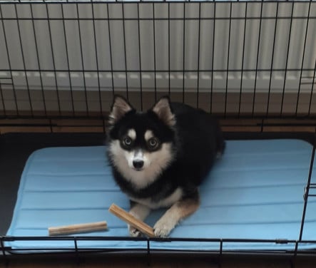 Pomsky F2