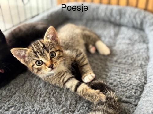 Kittens poesje en twee katertjes x bengaal
