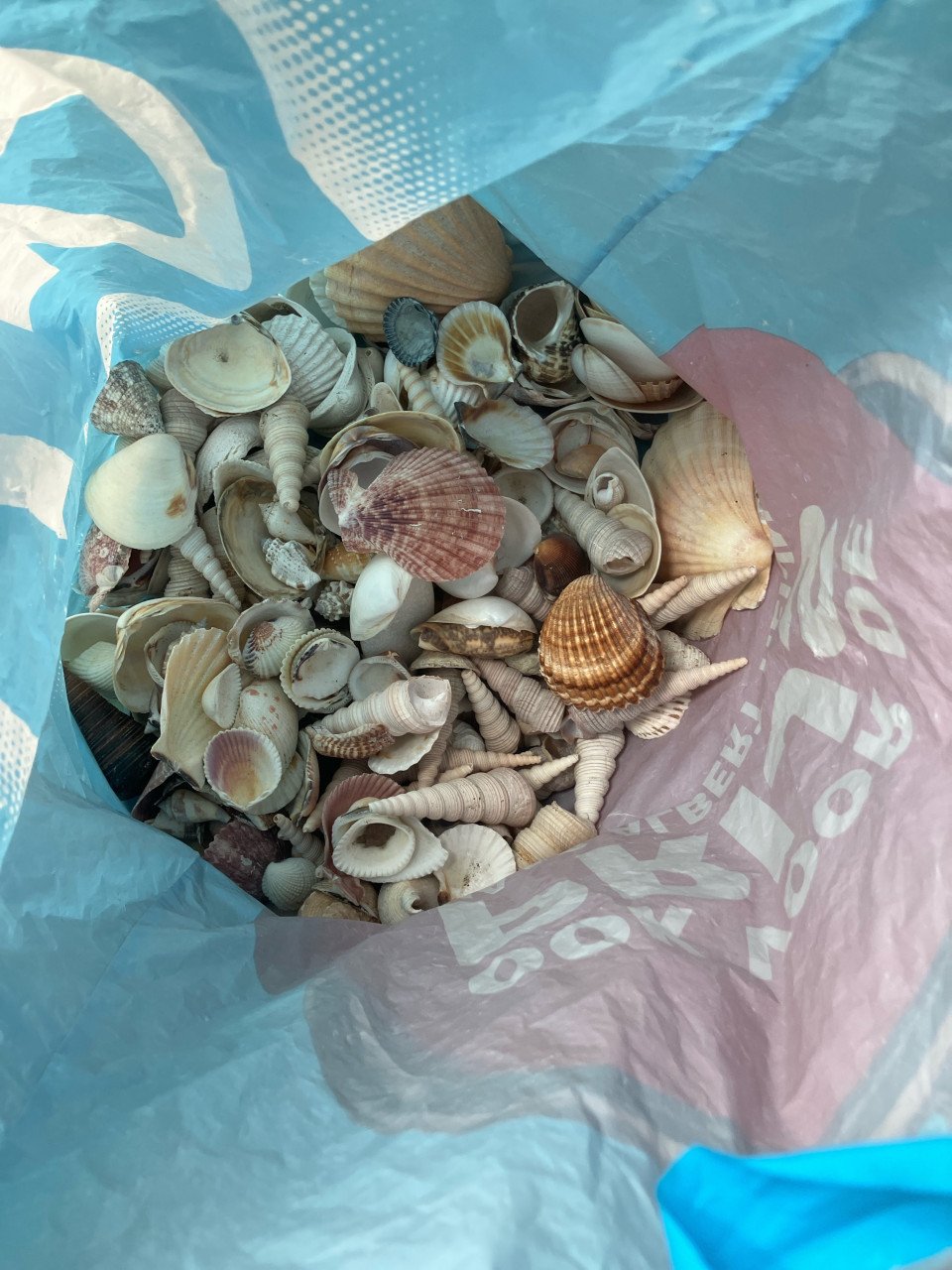 Schelpen
