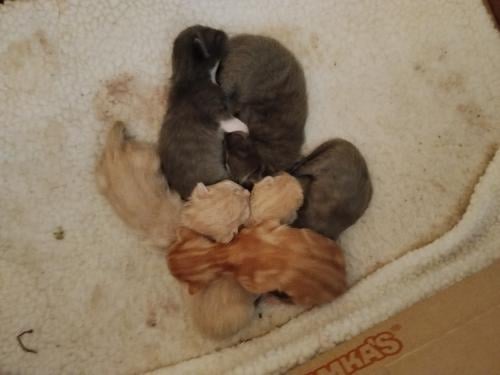 Mijn lieve poes is bevallen van een prachtig nestje gezonde kittens 🐾🧡