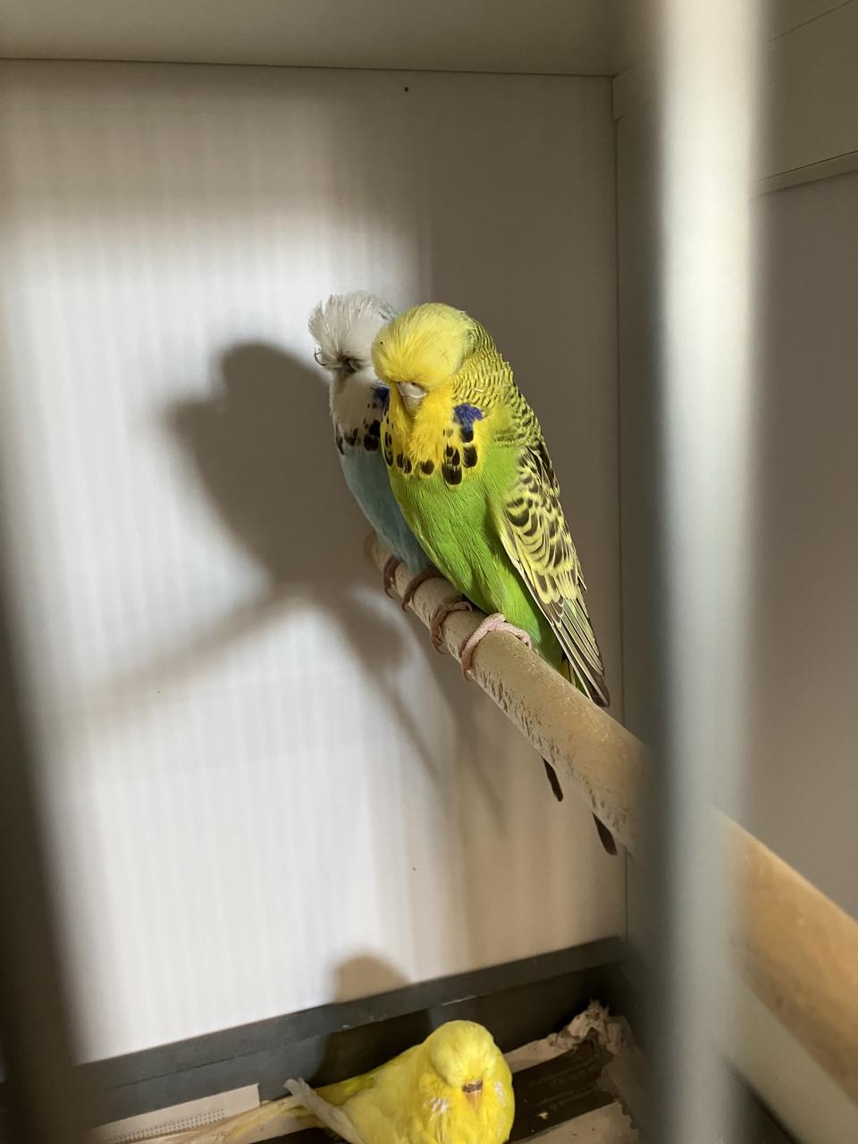 Engelse grasparkieten