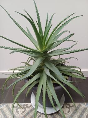 Supergrote ALOË ARBORESCENS: gezond en onlangs nog verpot!
