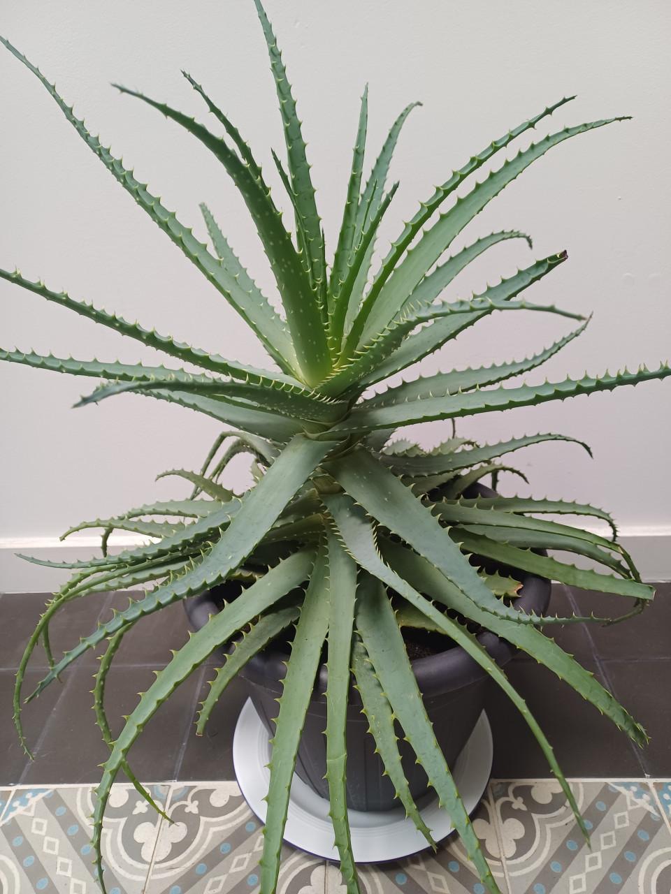 Supergrote ALOË ARBORESCENS: gezond en onlangs nog verpot!