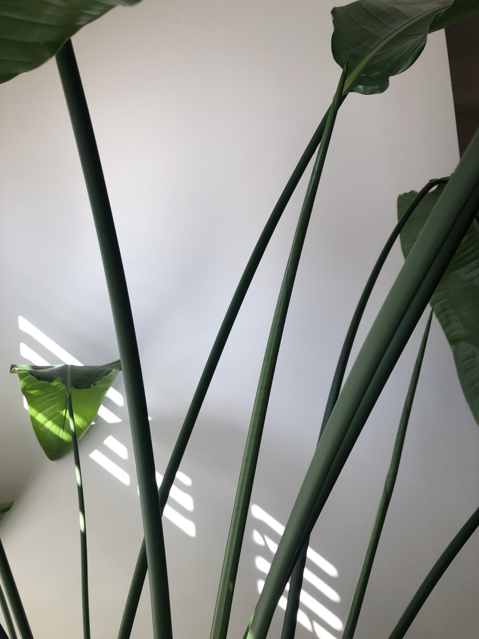 Streletzia Nicolai 170cm hoogte