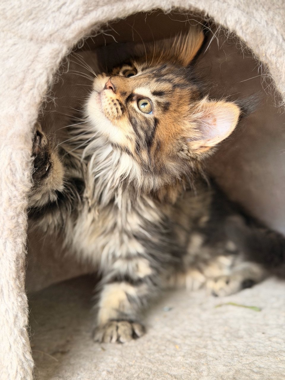 Maine Coon kittens