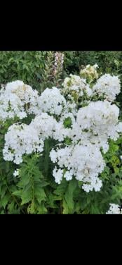 Witte phlox
