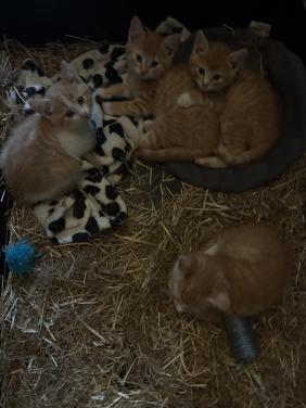 Kittens