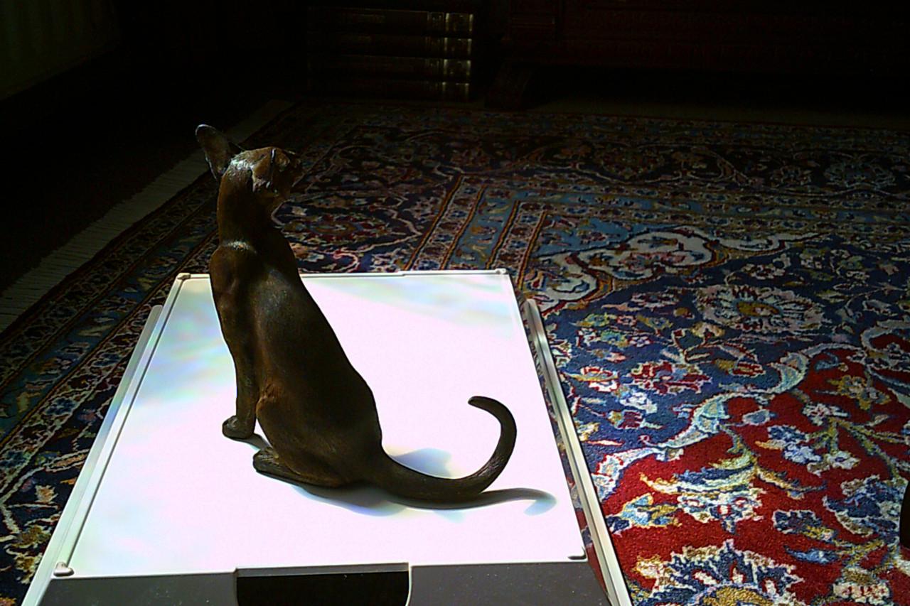 LEVENSECHT beeld SIAMESE KAT - uitgave van Fine Art ...