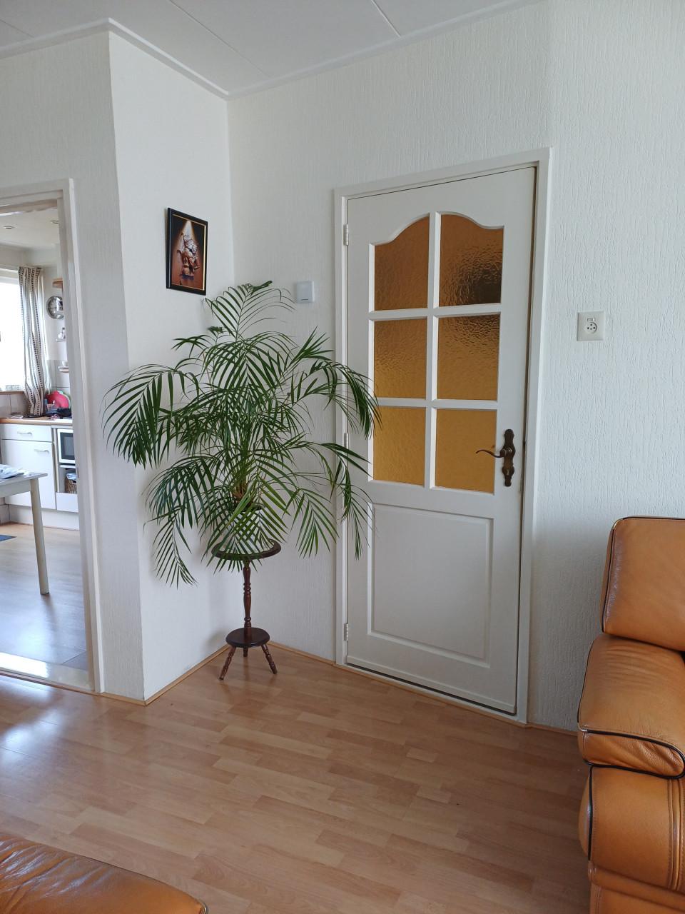 Grote kamerplant varen