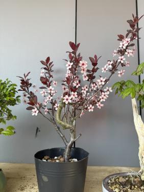 Bonsai prunus cistena