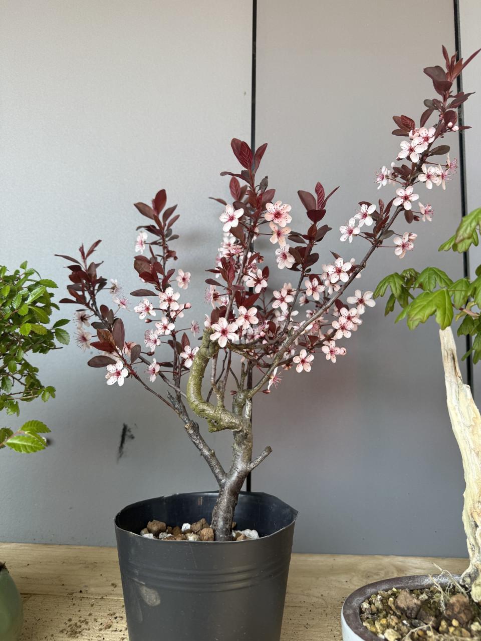 Bonsai prunus cistena
