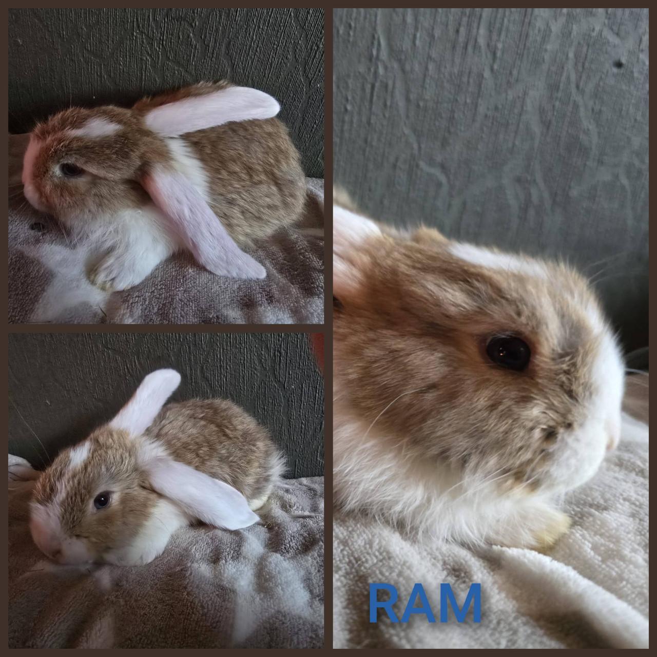 Lieve fransje hangoren