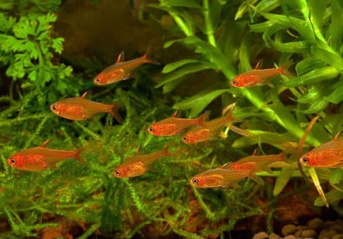 Hyphessobrycon amandae