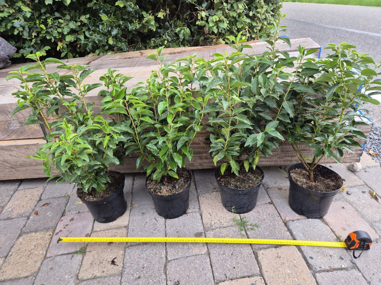 Portugese laurier potgekweekte haagplanten ca. 50 cm