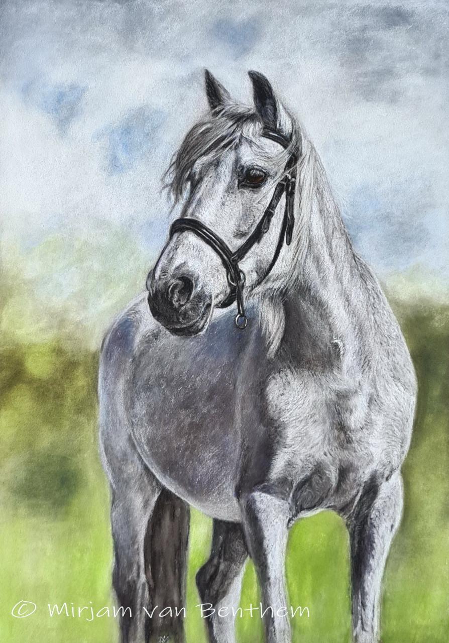 Portret van uw huisdier