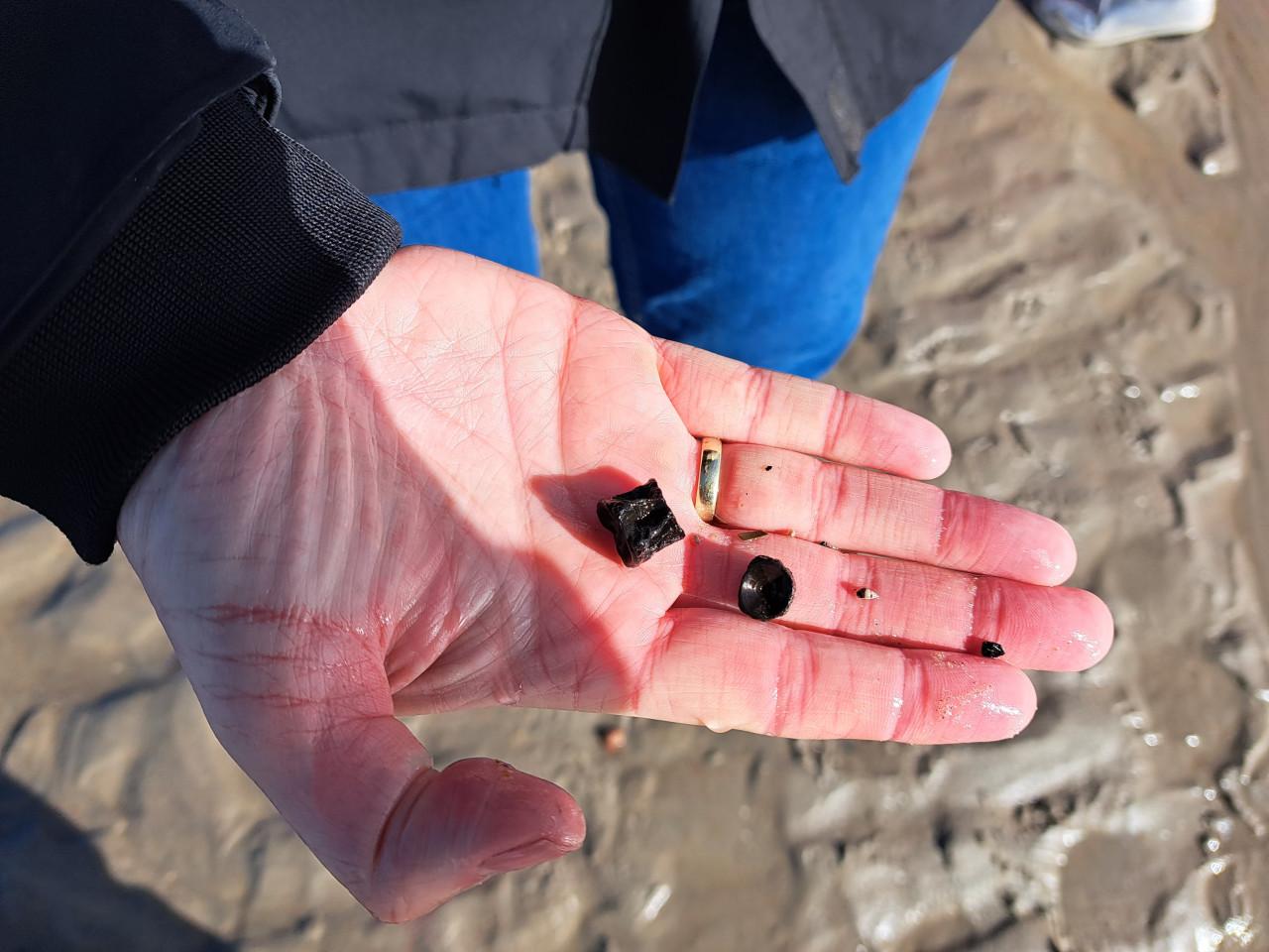 Strand Excursie Haaientanden en fossielen zoeken