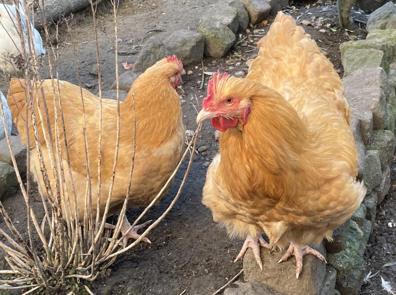 Orpington hanen groot