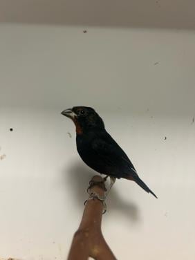 1-1 Antillen dikbekjes