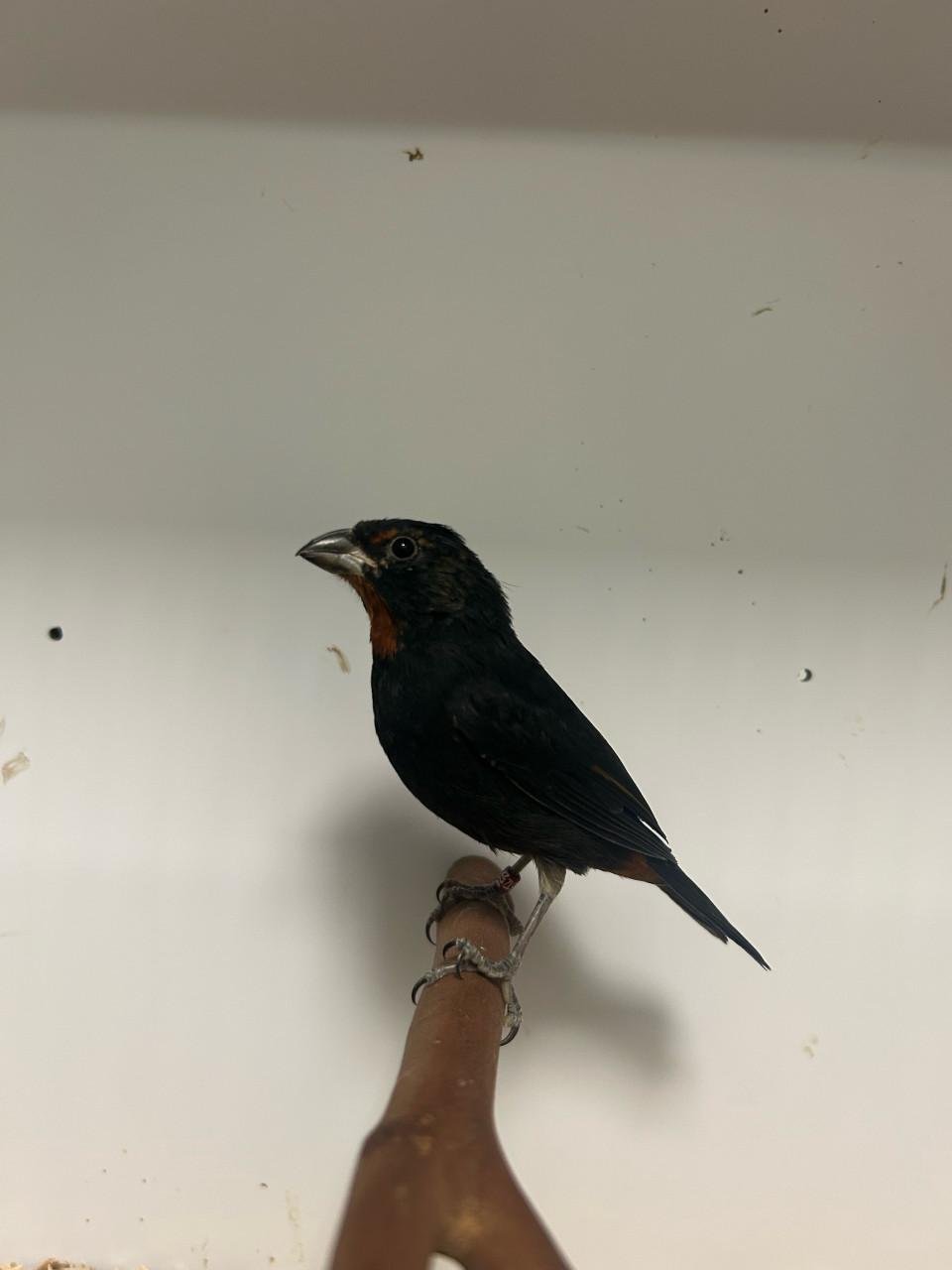 1-1 Antillen dikbekjes