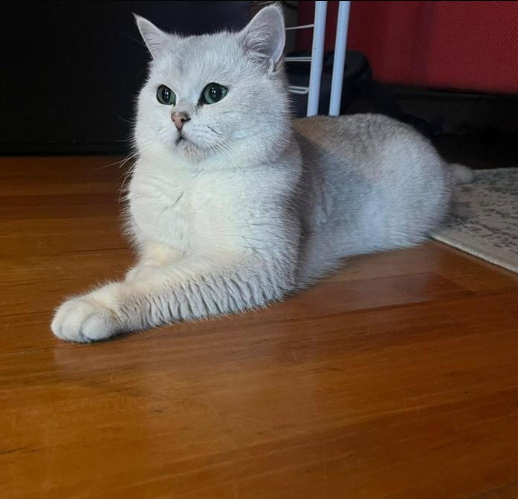 Brits korthaar silver shaded kitten (kater)