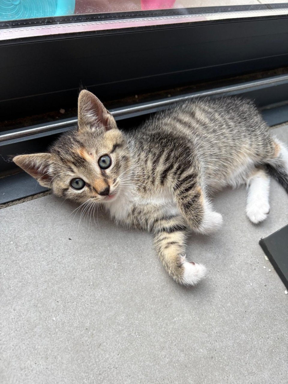 Kitten