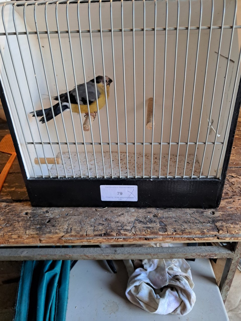 Goudvink